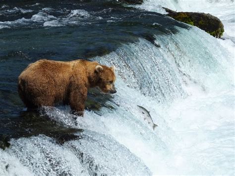 Brown Bear Fishing At Brooks Falls Katmai National Park Ak