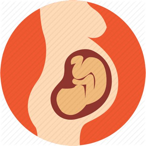 Baby In Womb Png Transparent Baby In Wombpng Images Pluspng