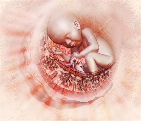 Baby In The Womb Illustration Stock Image C0226576 Science