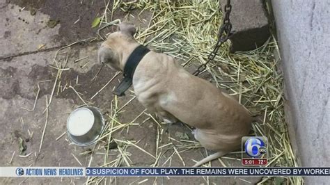 Photos Raid On Suspected Dog Fighting Ring 6abc Philadelphia