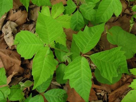 A Quick Guide To Poisonous Plants In Tennessee Bcbst News Center