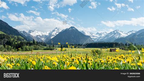 Yellow Flower Meadow Image And Photo Free Trial Bigstock
