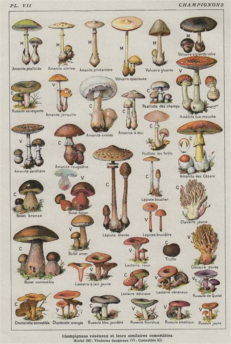 Champignons Mushrooms Chart 18x28 45cm70cm Poster