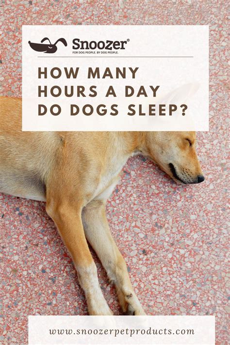 How Many Hours A Day Do Dogs Sleep Sleeping