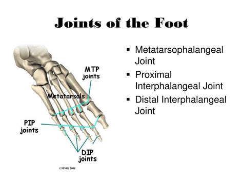 Foot Fascia Anatomy