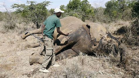 Elephant Poaching In Africa Falls But Ivory Seizures Up The East African
