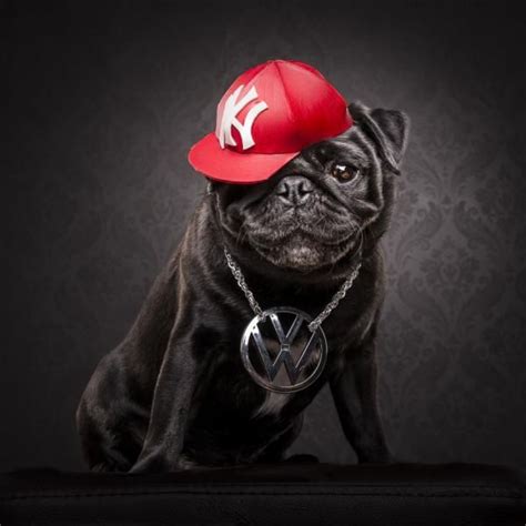 Hiphop Gangsta Pugs