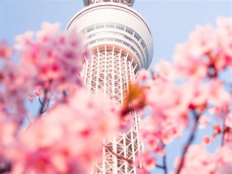 Hanami La Primavera Sakura En Jap N Jap N A La Carta