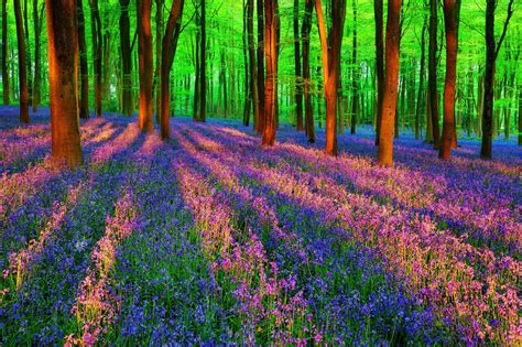 Spring Forest Desktop Wallpaper Wallpapersafari
