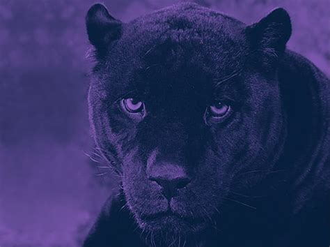Purple Panther Black And Purple Panther Wallpaper Black And Purple