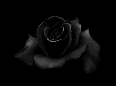 Black Roses Wallpapers Top Free Black Roses Backgrounds Wallpaperaccess