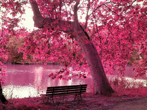 ♥ Lovely ♥ Cute ♥ Stuff ♥ Beautiful Pink Landscape