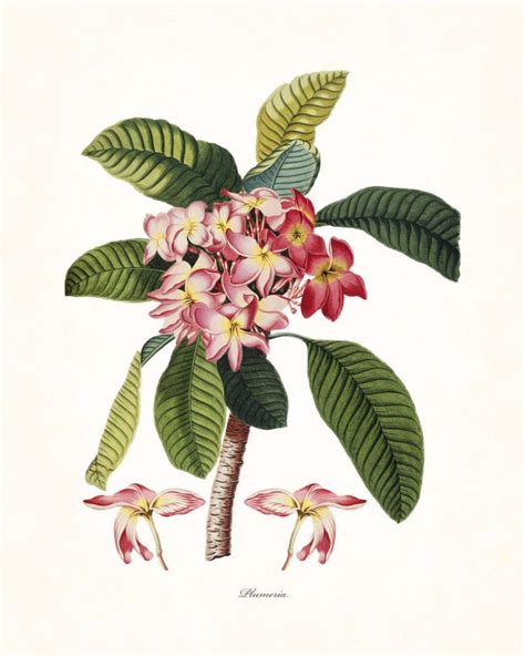 Tropical Plumeria Giclee Canvas Print This Vibrant Tropical Plumeria