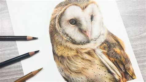 How To Draw A Barn Owl With Colored Pencil Youtube