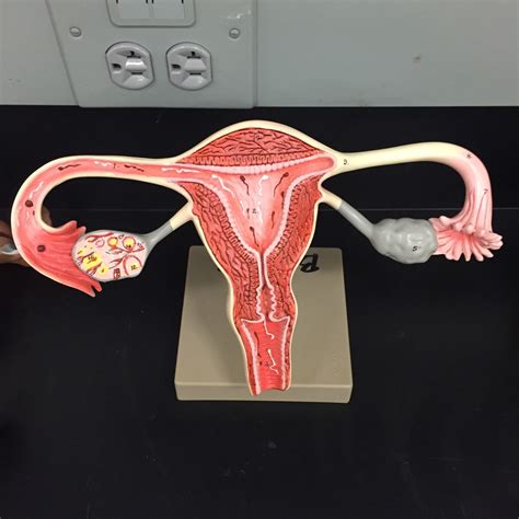 Uterus Ovary Model Diagram Quizlet