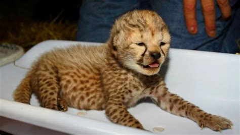 Cheetah Cub Cheetah Photo 37681110 Fanpop