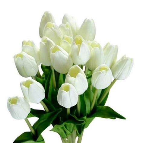 27 Gambar Bunga Tulip Putih Yang Wajib Disimak Informasi Seputar