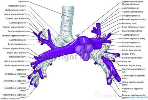 Image Pulmonary Arteries Anatomy En Medical512