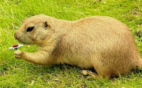 Ten Tips To Help You Get Rid Of Pocket Gophers In California
