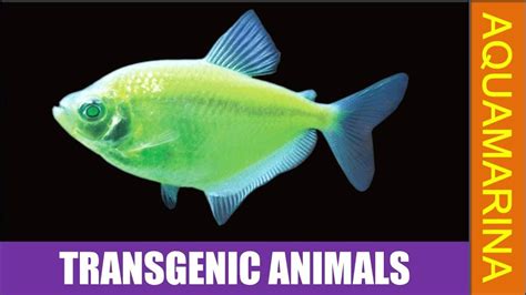 The transgene may either be a different version of one of the organism's genes or a gene that does not exist in their genome. Top 10 transgenic animals | Genetically modified animals ...