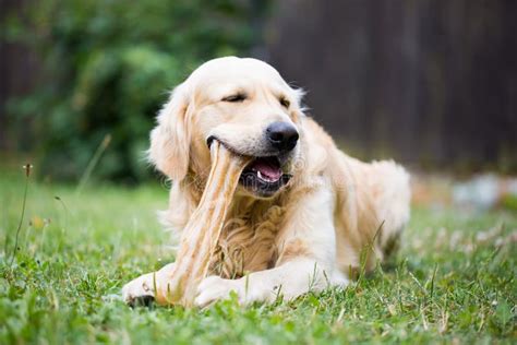 Cute Golden Retriever Playing Eating With Bone Consists Of Some Pork