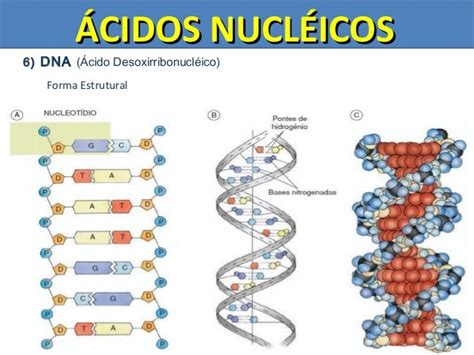 Estrutura Dos ácidos Nucléicos Dna E Rna Várias Estruturas