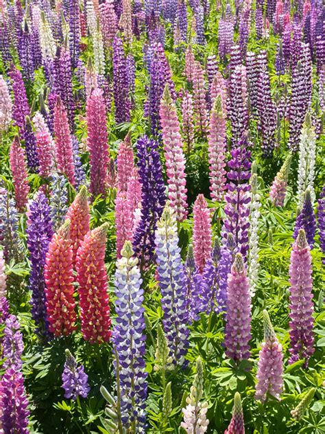 Non Gmo Lupine Flower Seeds From 399 Grow Organic