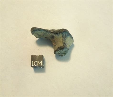 Odd Wee Bone Peace River Florida Fossil Id The Fossil Forum