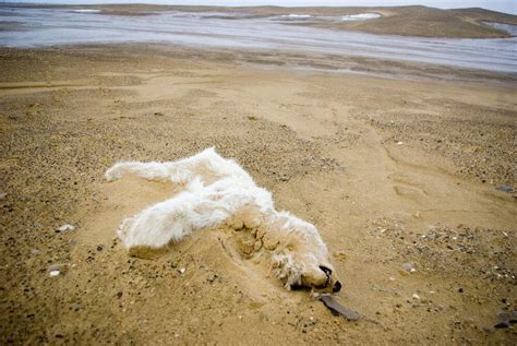 Norway Arctic Polar Bear Shot Dead After Attacking Cruise Ship Guard