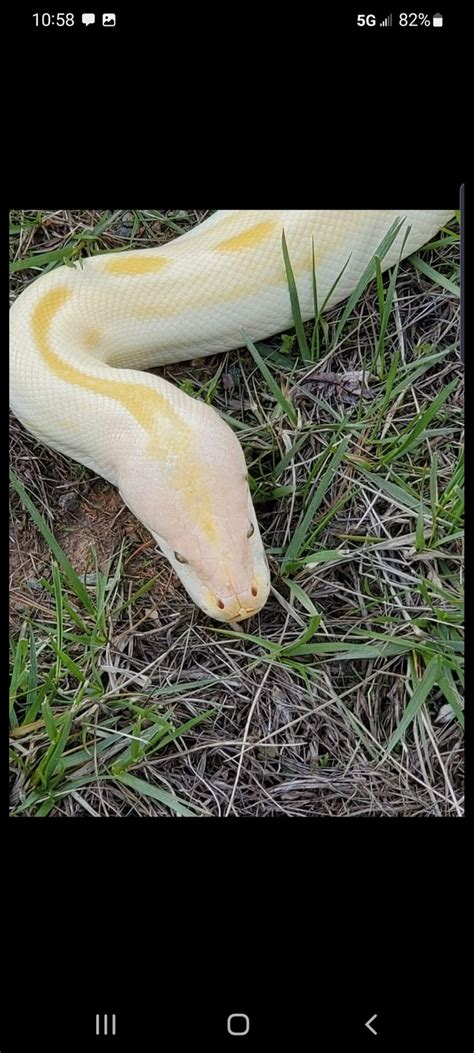 Albino Green Burmese Python By Extraordinary Ectotherms Morphmarket