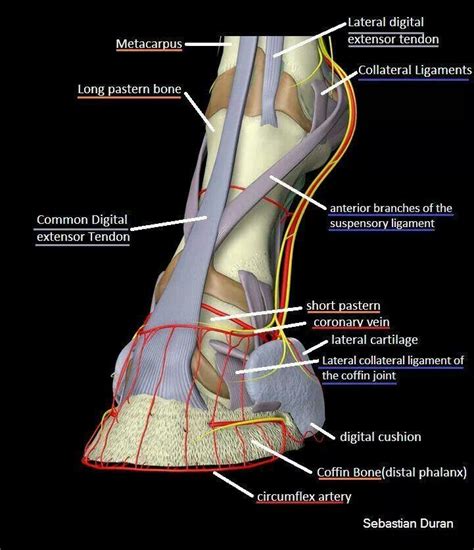 Ligaments And Tendons Of The Equine Hoof Horse Anatomy Horse Health