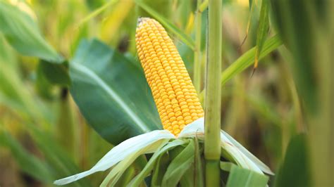 The Historic Reason Individual Corn Cobs Were Called Ears