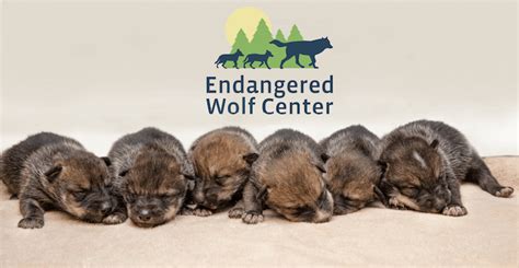 Media Room Endangered Wolf Center