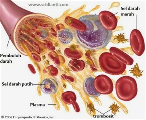 Padahal, peran dari plasma darah dalam tubuh tidak kalah penting dibanding dengan sel darah merah, sel darah putih, dan trombosit. Komposisi Darah - Artikel Ampuh