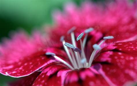 Pink Flower Desktop Hd Desktop Wallpapers 4k Hd