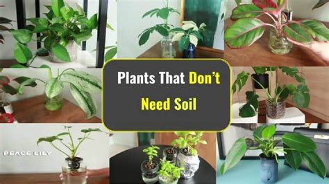9 Indoor Plants That Dont Need Soil Easy To Grow Diary For Gardening