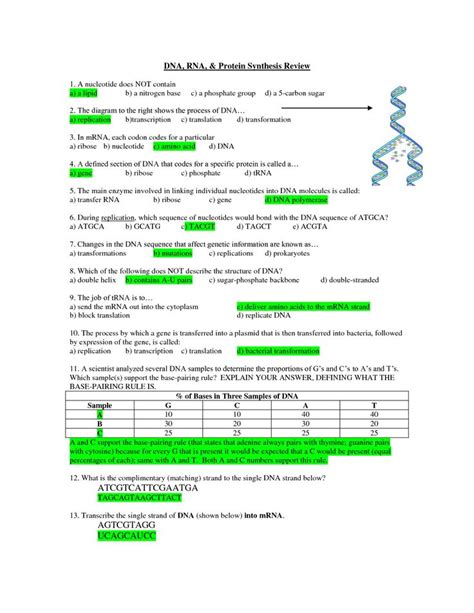 Draw a simple diagram showing where transcription, rna modification/splicing, and translation occur in the cell. Prime Dna and Protein Synthesis Worksheet Answers