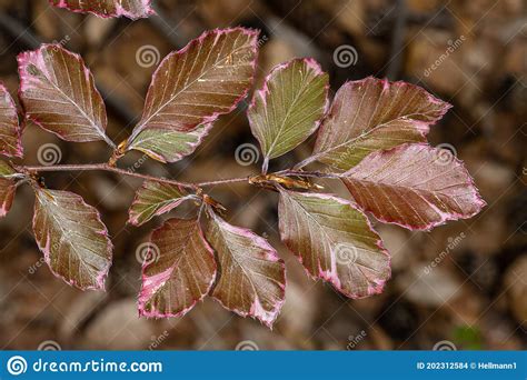 Leaves Of Tri Color European Beech Stock Photo Image Of Plant Flora