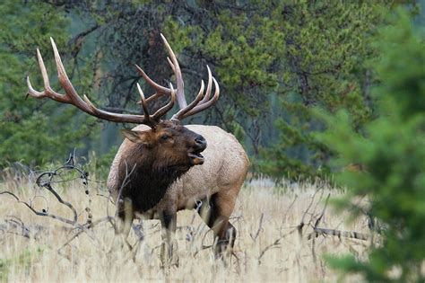 Rocky Mountain Bull Elk Bugling Photograph By Ken Archer Fine Art America