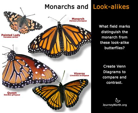 teacher guide do you know a monarch when you see one
