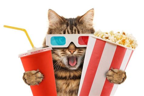 Can cats eat buttered popcorn? Can Cats Eat Popcorn? Is Popcorn Dangerous For Your Kitty?