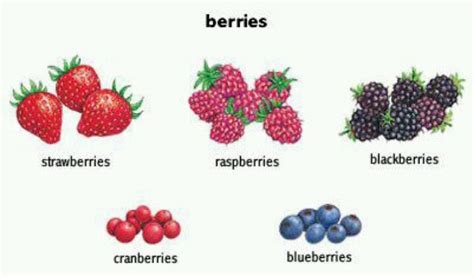 Berries Learn English Ell Vocabulary English Picture Dictionary