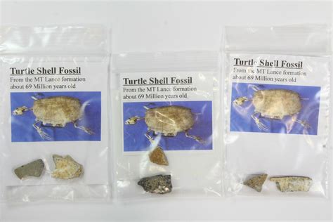 Lot Bagged Fossil Turtle Shell Fragments 8 Pieces 138127 For Sale