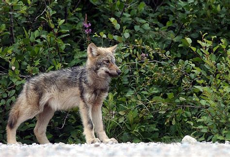 Stop Shooting Wolves You Maniacs Popular Science