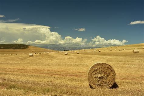 Round Bales Of Cut Hay In A Harvested Wheat Field Stock Image Image