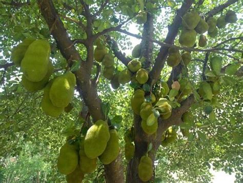 How To Grow Jackfruit Complete Growing Guide