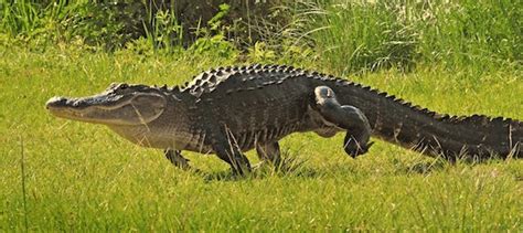 How Fast Can An Alligator Move On Land