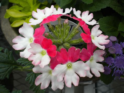 Verbena Flowers Perennials Plants Perennials