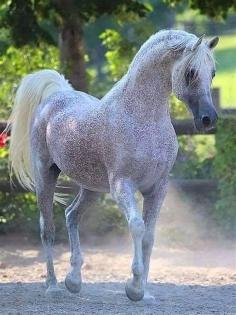 ⊱ ️♥️ Dapple Grey Arabian Horse With A Flea Bitten Coat Beautiful ♥️