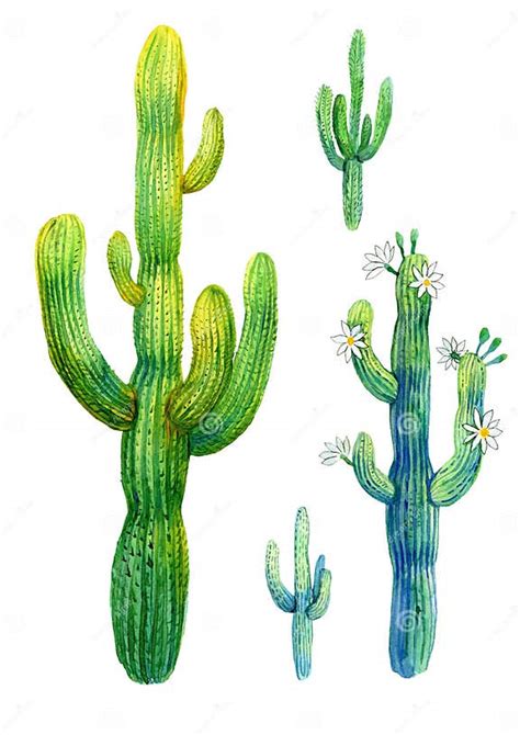 Cactus Watercolor Illustration Of Blooming Saguaro On White Background